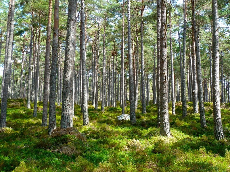 Woodland Feast Options