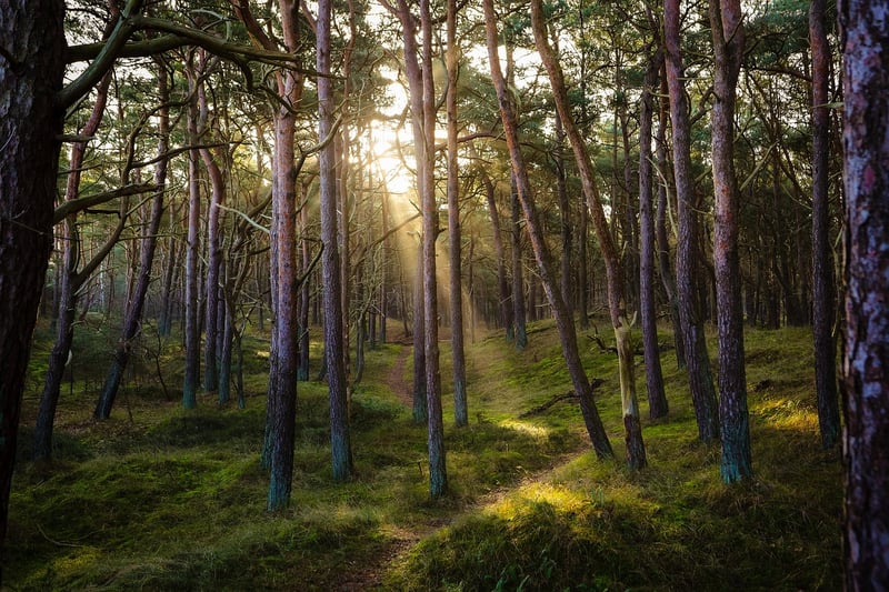 Forest Landscape